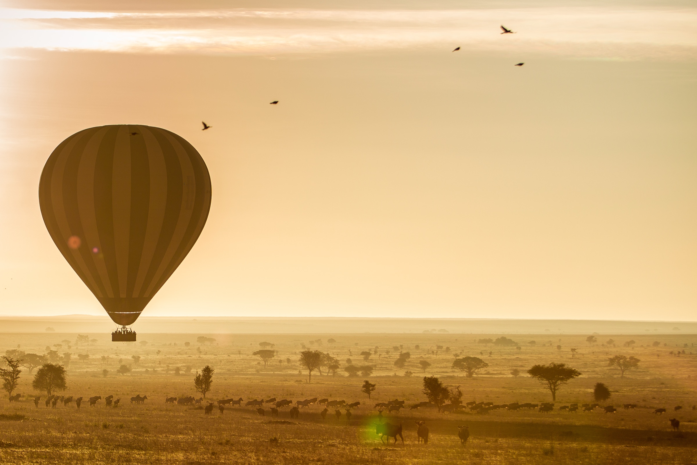 A hot-air balloon over migrating herds on the Serengeti at sunrise